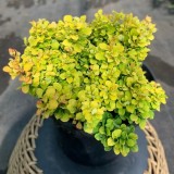 Барбарис Тунберга «Тіні Голд» (Berberis thunbergii 'Tiny Gold') С3